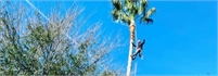 SkyView Tree Service